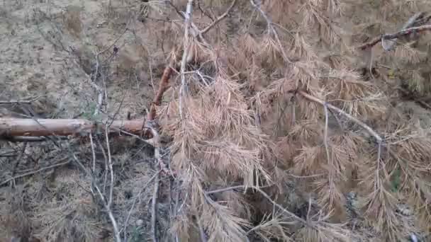 Edades Secas Bosque Bosque Después Incendio Ramas Pino Caídas — Vídeo de stock