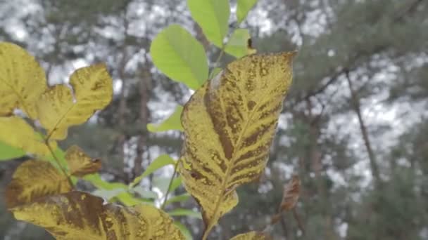 Liście Żółtej Jesieni Drzewa Jesienią — Wideo stockowe