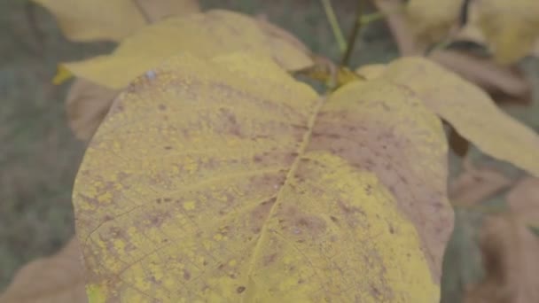 Gelbe Herbstblätter Bäume Herbst — Stockvideo