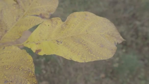 Folhas Outono Amarelas Árvores Outono — Vídeo de Stock