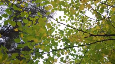 Sarı sonbahar yaprakları. Sonbaharda ağaçlar.