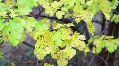 Sarı sonbahar yaprakları. Sonbaharda ağaçlar.
