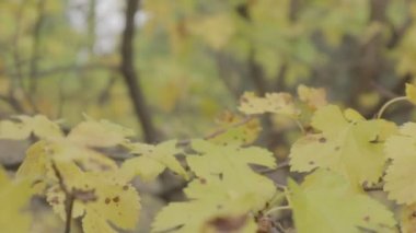 Sarı sonbahar yaprakları. Sonbaharda ağaçlar.