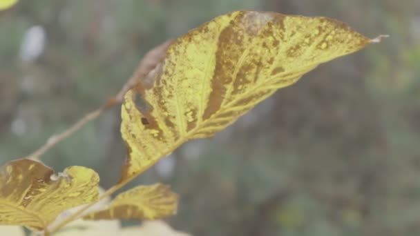 Gele Herfstbladeren Bomen Herfst — Stockvideo