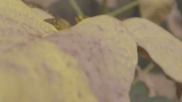 Gele Herfstbladeren Bomen Herfst — Stockvideo