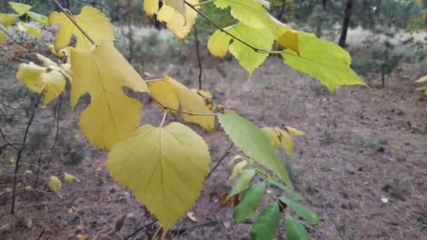 Liście Żółtej Jesieni Drzewa Jesienią — Wideo stockowe
