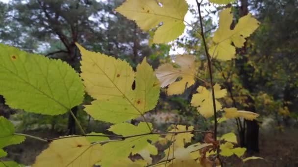 Gele Herfstbladeren Bomen Herfst — Stockvideo