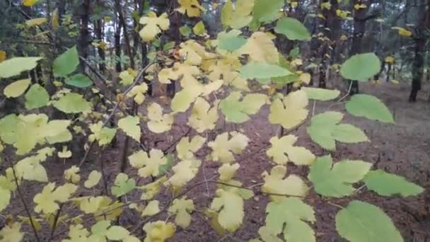 Желтые Осенние Листья Деревья Осенью — стоковое видео
