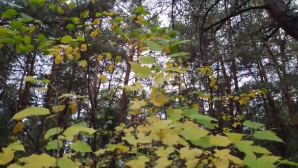 Gula Höstlöv Träd Hösten — Stockvideo