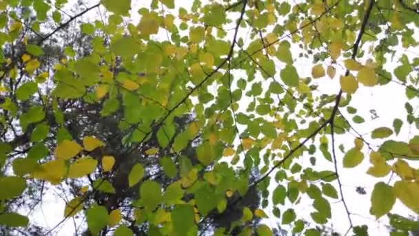 Foglie Autunno Gialle Alberi Autunno — Video Stock