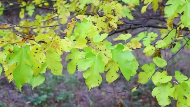 Hojas Amarillas Otoño Árboles Otoño — Vídeos de Stock