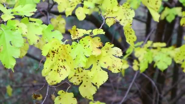 Gelbe Herbstblätter Bäume Herbst — Stockvideo