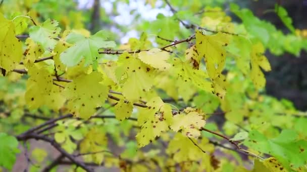 Gele Herfstbladeren Bomen Herfst — Stockvideo