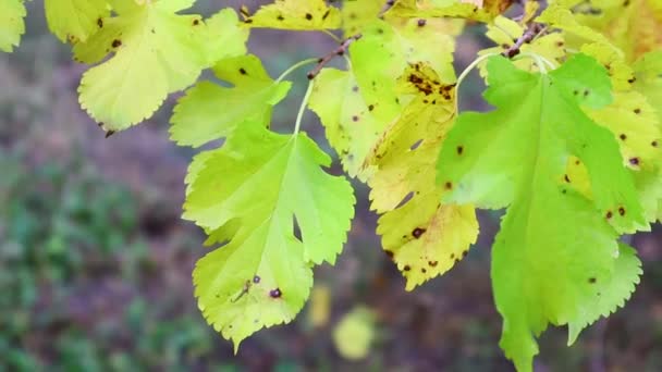 Hojas Amarillas Otoño Árboles Otoño — Vídeos de Stock