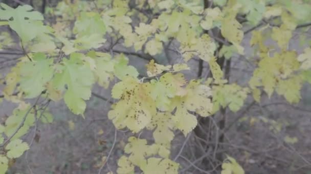 Sarı Sonbahar Yaprakları Sonbaharda Ağaçlar — Stok video