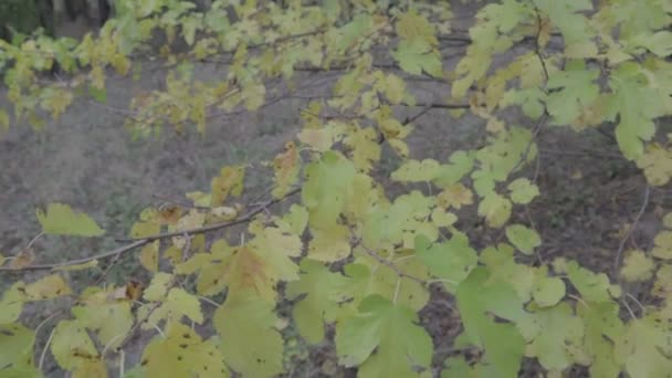 Feuilles Jaunes Automne Arbres Automne — Video