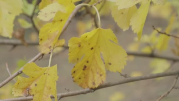 Gelbe Herbstblätter Bäume Herbst — Stockvideo