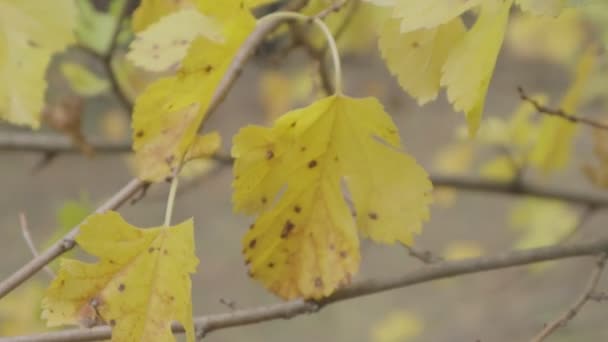 Hojas Amarillas Otoño Árboles Otoño — Vídeo de stock