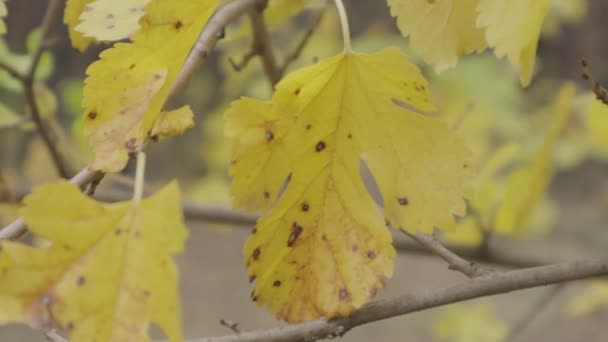 Gelbe Herbstblätter Bäume Herbst — Stockvideo