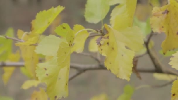 Hojas Amarillas Otoño Árboles Otoño — Vídeo de stock