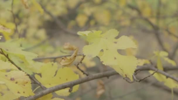 Sárga Őszi Levelek Fák Ősszel — Stock videók