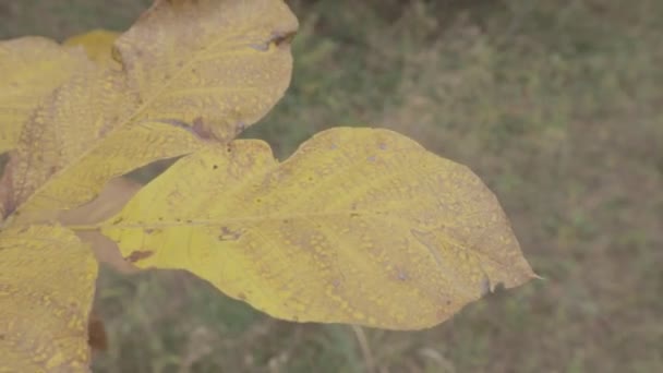 黄色の紅葉 秋の木々は — ストック動画