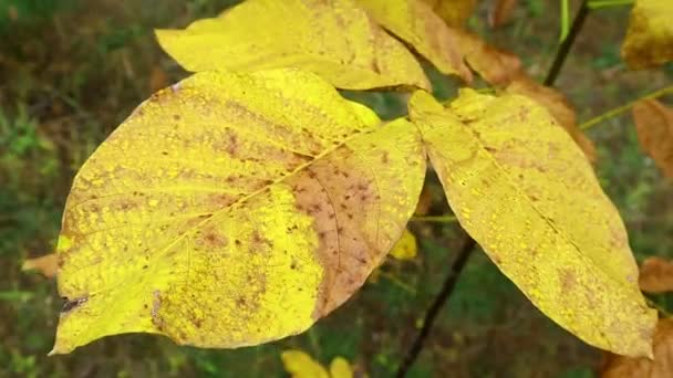 Folhas Outono Amarelas Árvores Outono — Vídeo de Stock