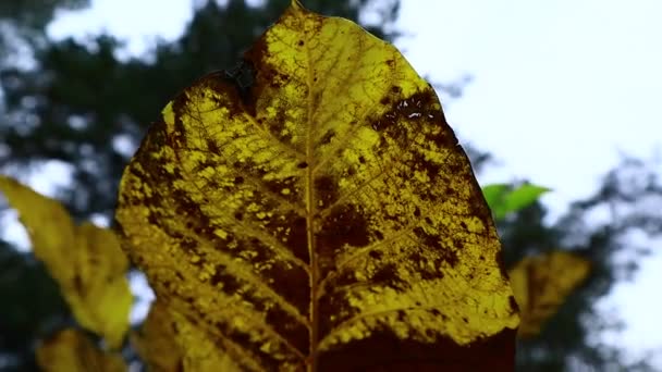Gelbe Herbstblätter Bäume Herbst — Stockvideo