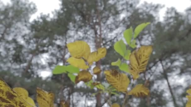 Feuilles Jaunes Automne Arbres Automne — Video