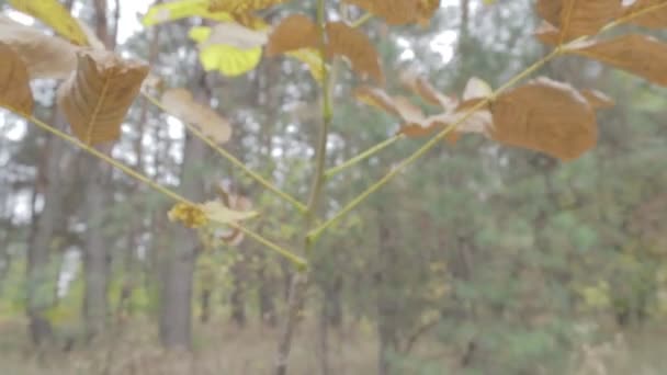 Κίτρινα Φθινοπωρινά Φύλλα Δέντρα Φθινόπωρο — Αρχείο Βίντεο