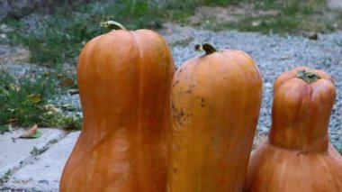 Büyük turuncu balkabakları. Uzun balkabakları. balkabağı lapası.