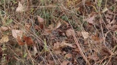 Sonbahar yaprakları yerde. Çimenlerdeki kuru yapraklar.