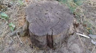 Ormanda çürümüş bir kütük. Eski ahşap doku