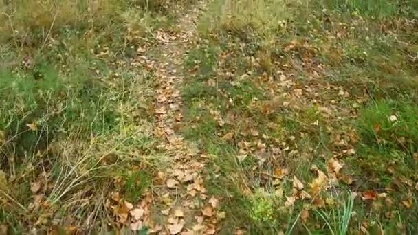 秋は地面に残ります 草の中の乾燥した葉 — ストック動画