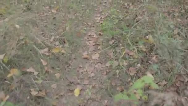 Herfstbladeren Grond Droge Bladeren Het Gras — Stockvideo