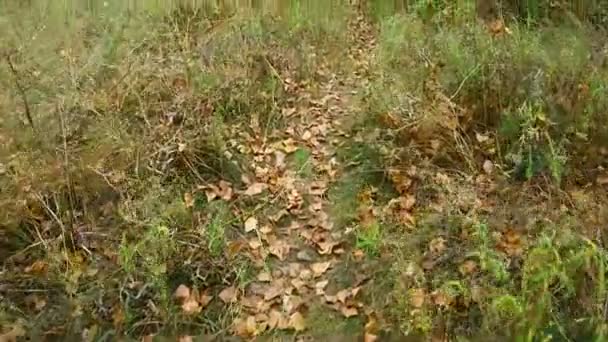 秋天的叶子落在地上 草丛中的干叶 — 图库视频影像