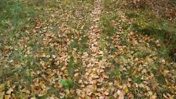 Feuilles Automne Sur Sol Feuilles Sèches Dans Herbe — Video