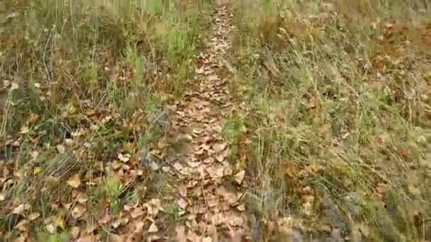 Herbstblätter Boden Trockenes Laub Gras — Stockvideo