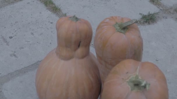 Большие Оранжевые Тыквы Длинные Тыквы Тыквенная Каша — стоковое видео