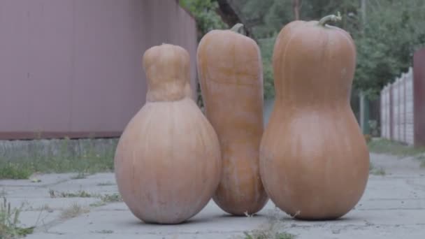 Abóboras Laranjas Grandes Abóboras Longas Mingau Abóbora — Vídeo de Stock