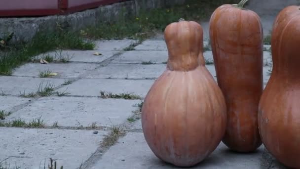 大橙色南瓜 很长的南瓜 南瓜粥 — 图库视频影像