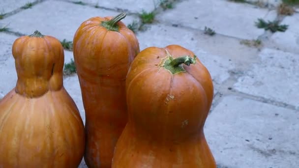 Grote Oranje Pompoenen Lange Pompoenen Pompoenpap — Stockvideo