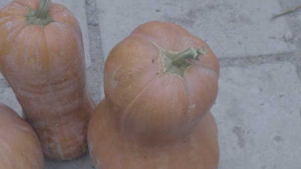 Calabazas Naranjas Grandes Calabazas Largas Gachas Calabaza — Vídeo de stock