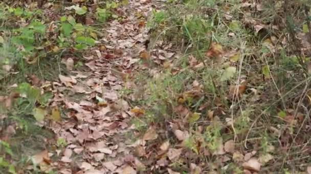 Feuilles Automne Sur Sol Feuilles Sèches Dans Herbe — Video