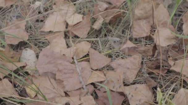 秋は地面に残ります 草の中の乾燥した葉 — ストック動画