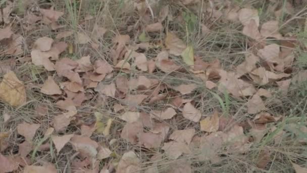 Herfstbladeren Grond Droge Bladeren Het Gras — Stockvideo