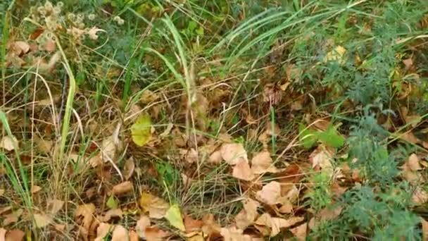 Herfstbladeren Grond Droge Bladeren Het Gras — Stockvideo