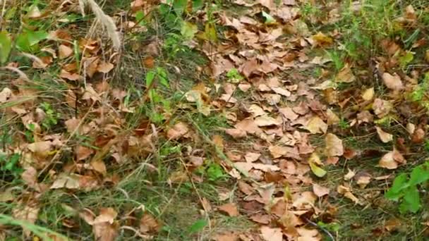 Herfstbladeren Grond Droge Bladeren Het Gras — Stockvideo