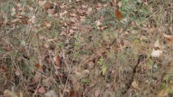 Herfstbladeren Grond Droge Bladeren Het Gras — Stockvideo