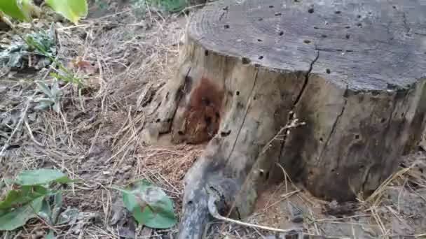 Старый Гнилой Пень Лесу Текстура Старого Дерева — стоковое видео